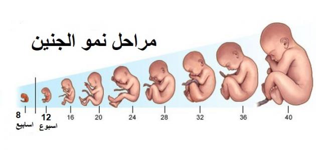 مراحل نمو الجنين أسبوعيًا