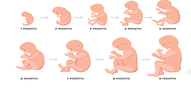 مراحل نمو الجنين أسبوعيًا