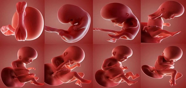 نمو الجنين